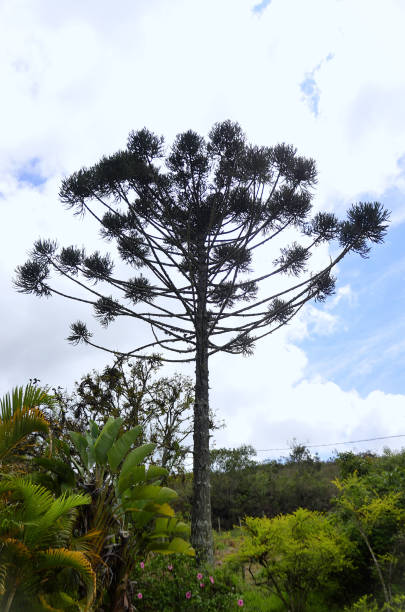 istock Beautiful araucaria angustifolia tree in the field 2186040394