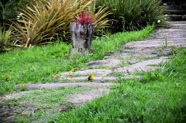 Several canary (Sicalis flaveola) and canary (Serinus canaria) eating corn kernels on stone path at farm