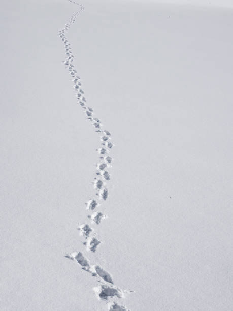 istock footsteps in the snow, long foot trail 2186045164