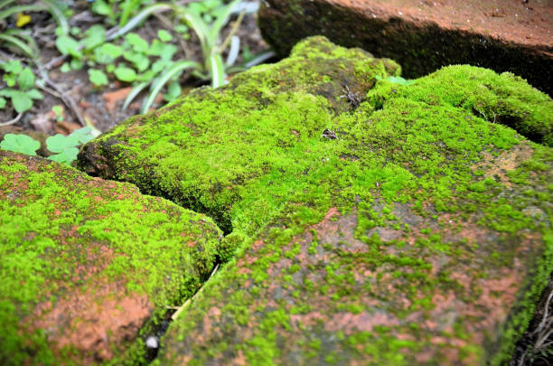 Moss Leucobryum glaucum taking over old brick in farm garden