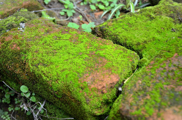 istock Moss Leucobryum glaucum taking over old brick in garden 2186045774