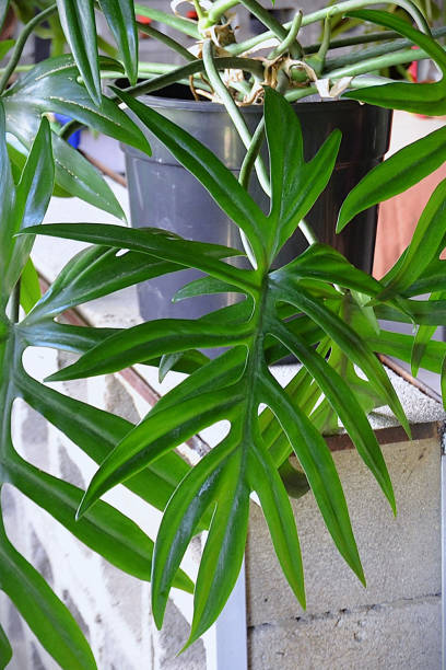 istock The beautiful leaves of Philodendron elegans 2186046005
