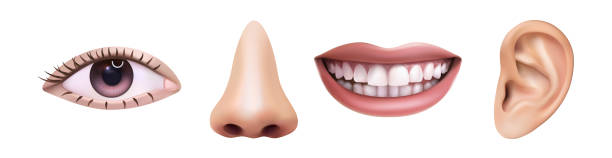 realistic vector icon illustration. Five sences concept, eye, nose, mouth, ear. Hearing, smelling, seeing, tasting. Human anatomy.