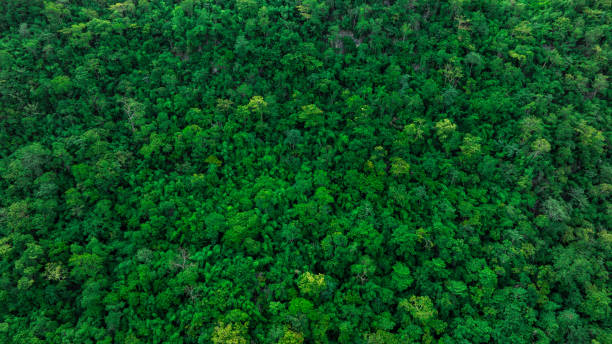 istock aerial view of mixed forest, green deciduous trees with mist clouds. The rich natural ecosystem of the rainforest concept is about conservation and natural reforestation 2186049820