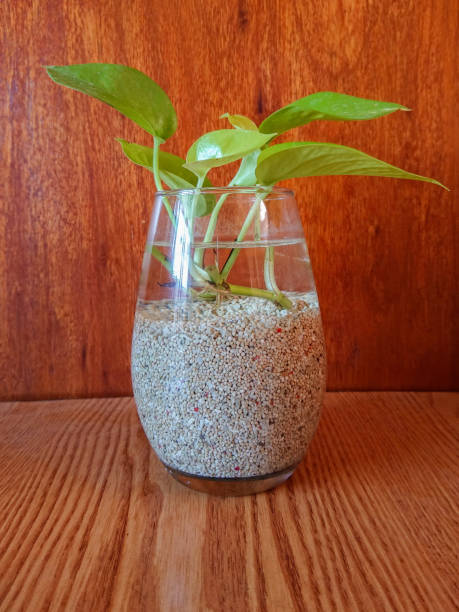 istock Simple Indoor Plant Decoration. 2186054961