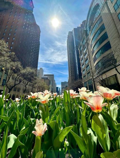 istock Spring has Sprung on Michigan Ave in Chicago 2186059566