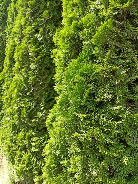 istock Thick green thuja bushes are arranged in a row 2186059577