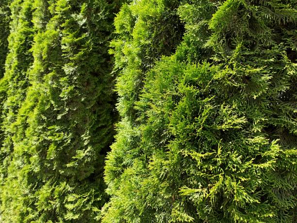 istock Thick green thuja bushes are arranged in a row 2186059917