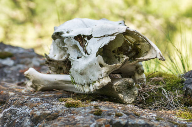 Wild boar skull on rock in forest. Close-up of animal skull placed on stone amidst natural woodland surroundings.