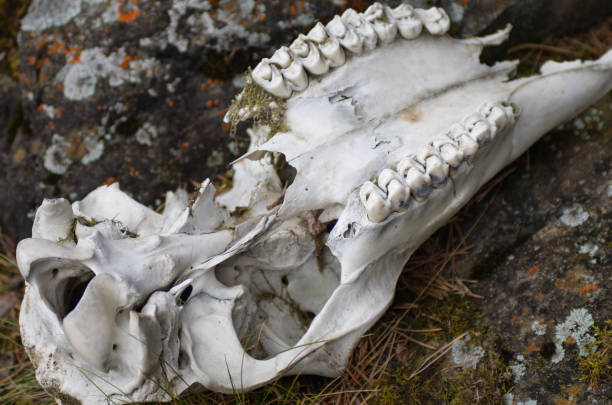 Bashkir State Nature Reserve, maral (Cervus elaphus maral) skull on the rocks.