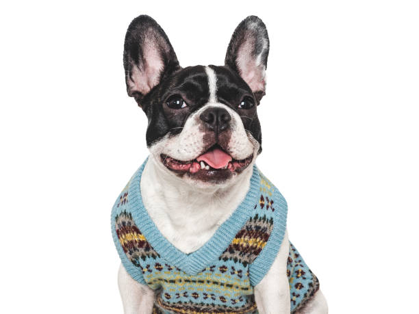 istock Cute puppy and stylish knitted vest. Studio shot 2186060954