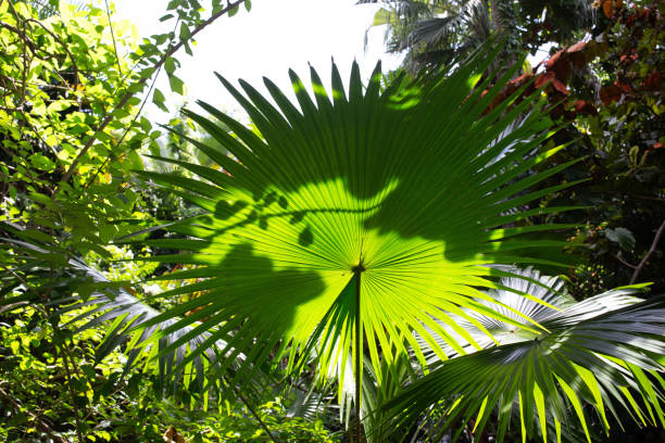 Green leaves spread out wide, with shadows across the leaves, looking patterned. Nature background image.