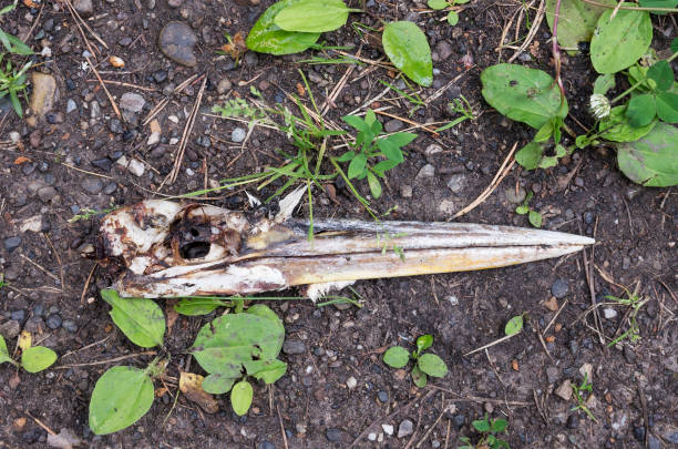 istock Southern Urals, Bashkir State Nature Reserve, grey heron skeleton (Ardea cinerea). 2186068822