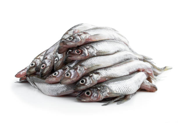 Fresh  raw european smelt isolated on white
