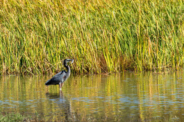 istock Great Blue Heron Fishing 2186071524