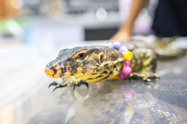 istock Water monitor or Varanus salvator 2186072744