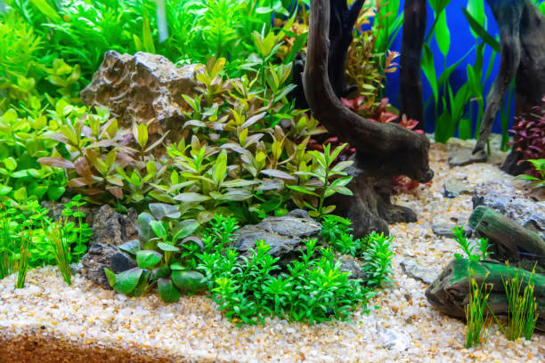 istock Tropical freshwater aquarium 2186072883
