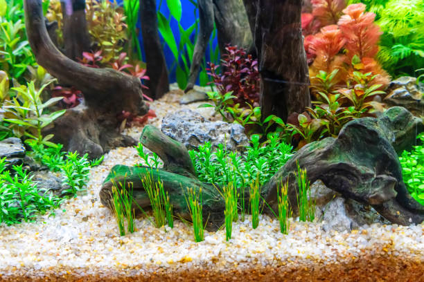 istock Tropical freshwater aquarium 2186072895