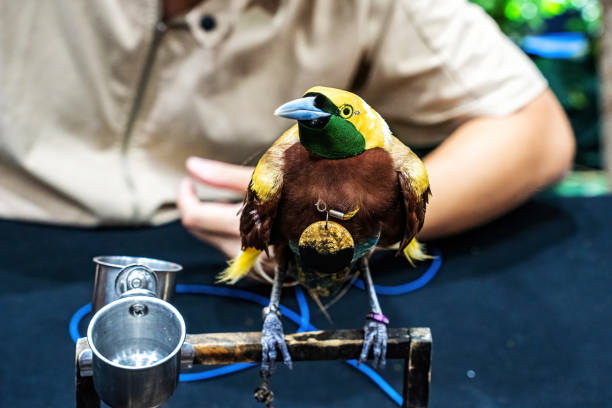 Aves como mascotas