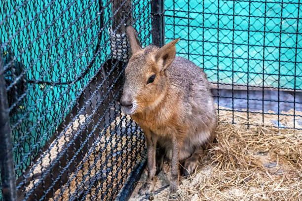 Patagonian cavi in a Pampas grassland environment, Side view of a Patagonian Mara, Close view of a Mara, Patagonian mara sitting on the ground, Patagonian cavi in a grassland environment, Patagonian mara resting on the field, Dolichotis patagonum\n\nThe Patagonian mara (Dolichotis patagonum) is a relatively large rodent in the mara genus Dolichotis. It is also known as the Patagonian cavy or Patagonian hare. This herbivorous, somewhat rabbit-like animal is found in open and semiopen habitats in Argentina, including large parts of Patagonia. A population has also been recorded in the northern United Arab Emirates, possibly as a result of escaped pets or captive animals. It is monogamous, but often breeds in warrens shared by several pairs.