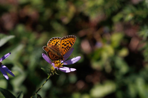An orange butterfly perches on a purple flower along the Alta Vista Trail in Mt. Rainier National Park