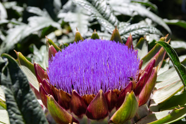 artichoke in bloom in the organic garden