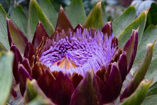 artichoke in bloom in the organic garden