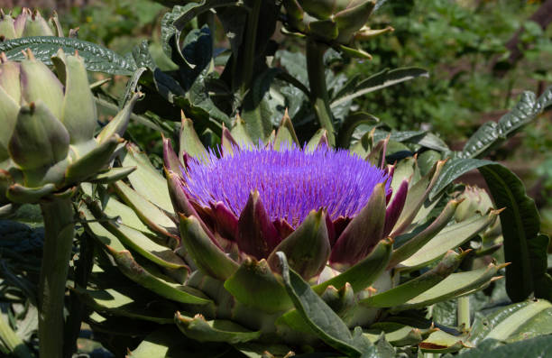 istock flowers on artichoke plant 2186079757