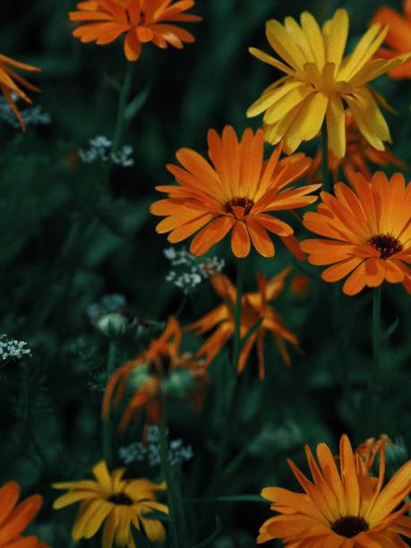 istock Flowers on the field 2186081057