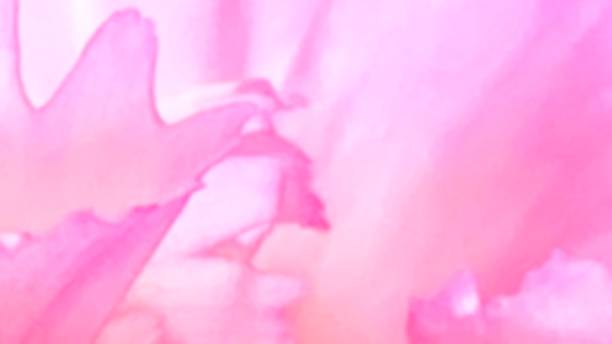 istock Pink petals for love, romantic, wedding background 2186087705