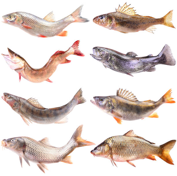 istock Collection of river fish on a white isolated background 2186088450