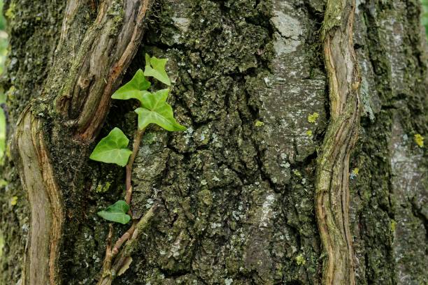 Ivy (hedera) climbing a birch trunk in a forest in southern Germany.