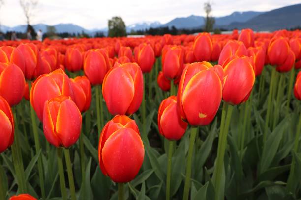 istock Tulips in the park 2186089538