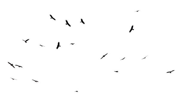 istock A flock of birds in flight isolated on a white background 2186090543