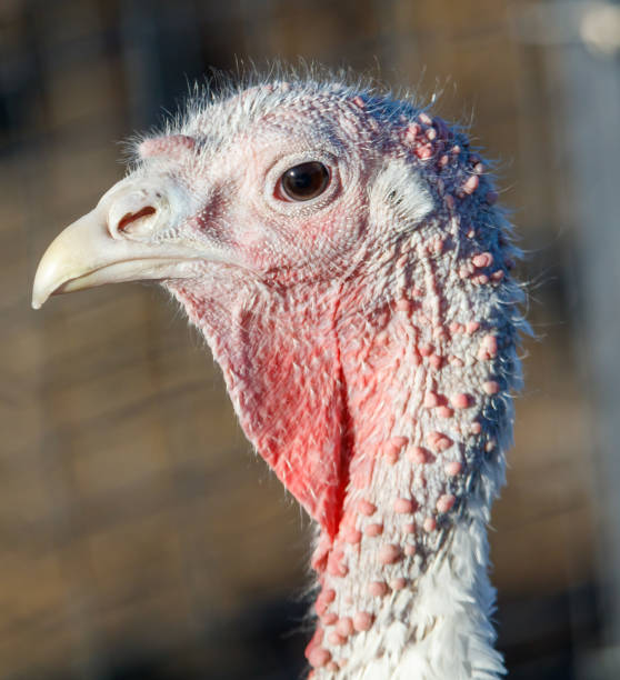 istock A turkey with a red beak and red feathers on its head 2186090587