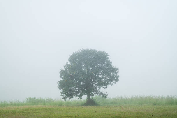 istock Beautiful tree in the fog. Nature background 2186094345