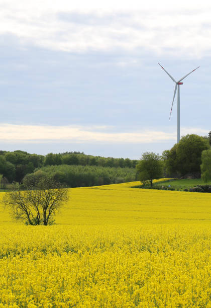 Yellow Canola Field with Wind Turbine near City of Minden, Germany