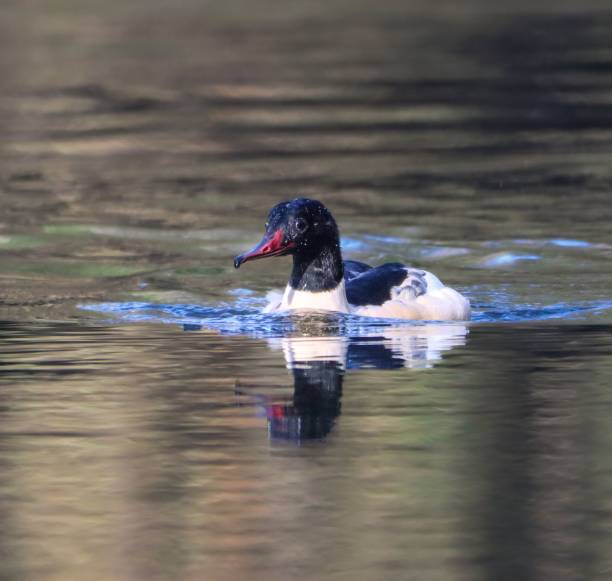 istock Merganser swimming in the water. 2186107673