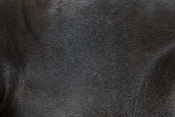 istock Dog fur texture for background. 2186117086