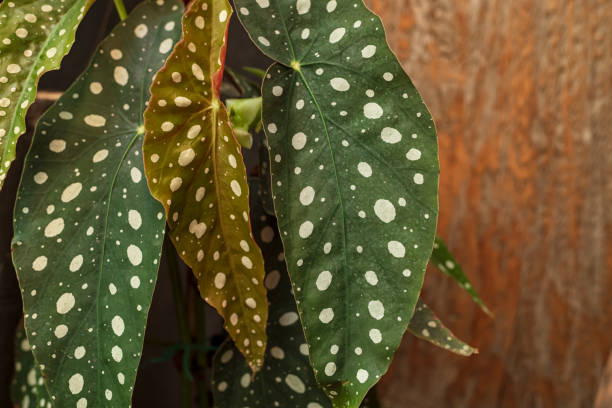 istock Polka Dot Begonia (Begonia Maculata) Plant 2186119037