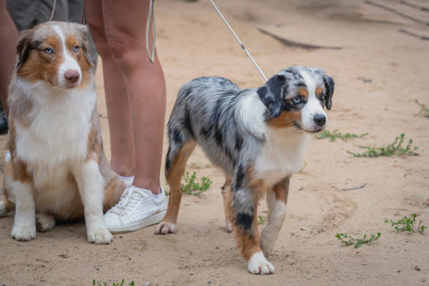 istock Two Border Collie dogs at a dog show 2186124341