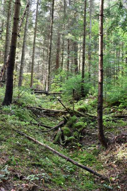 istock Pine forest, green foliage, mossy earth, fallen trees, beautiful landscape. 2186124638