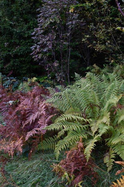istock Deep forest, autumn landscape, colorful fern bush, fall leaves. 2186124978