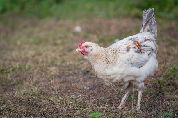 Field, farming and chickens in grass with blue sky in green countryside, free range agriculture and sunshine. Poultry farm, sustainability and freedom, birds in nature and animals with natural growth