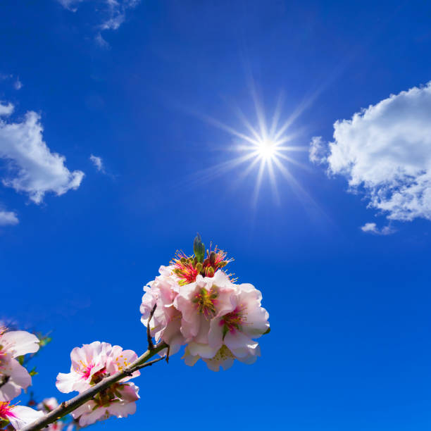 closeup almond tree branch  in blossom under a sparkle sun