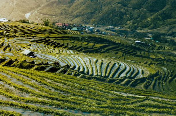 The terraced rice fields of Sapa, Vietnam, are nestled among towering mountains, showcasing a harmonious blend of nature and agriculture.