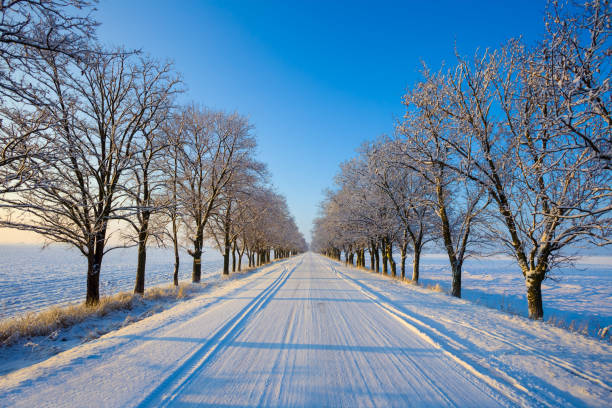 road through snowbound winter forest at the early morning