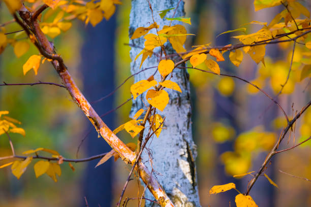 red dry  birch tree branch in a forest, autumn tree outdoor scene