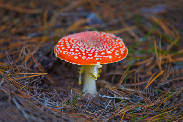 istock closeup red flyagaric mushroom in autumn forest 2186127138