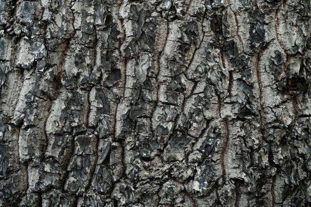 istock Pattern of dried old black grey bark wood in Thailand.Cracked wood texture big tree surface.Template for design.Abstract natural background.Space for work.Banner.Wallpaper.Selective focus. 2186128565